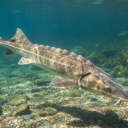 Collection image for: Sturgeon Moon