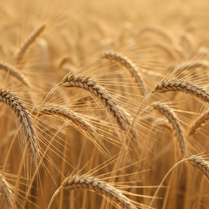 Collection image for: Lughnasadh