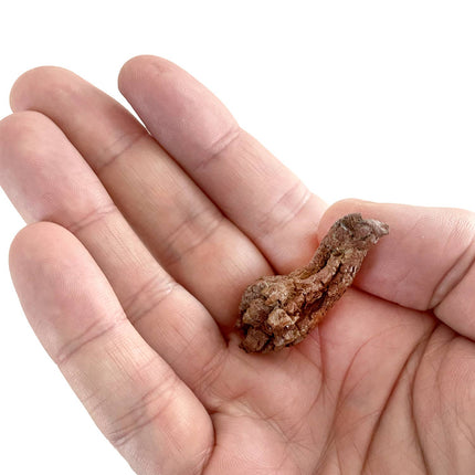 Coprolite - Fossilized Poop
