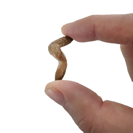 Coprolite - Fossilized Poop