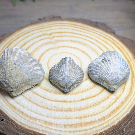 Brachiopod Fossils