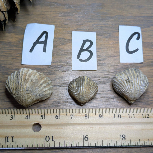 Brachiopod Fossils
