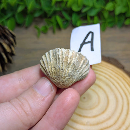 Brachiopod Fossils - Variant A