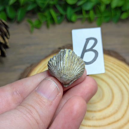 Brachiopod Fossils - Variant B