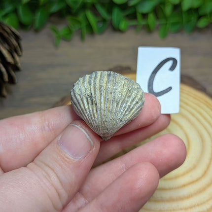 Brachiopod Fossils - Variant C