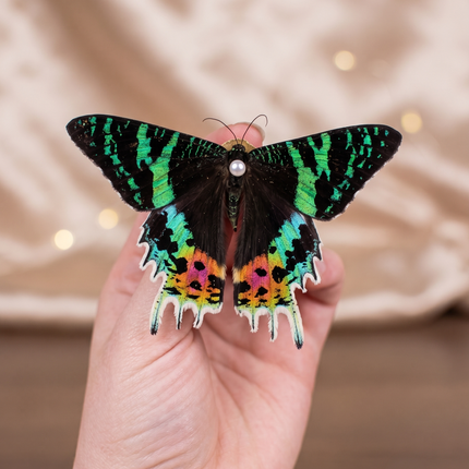 Specimen Pinning Workshop with Dilyn