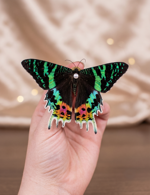 Specimen Pinning Workshop with Dilyn