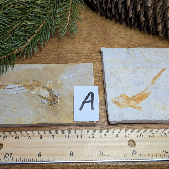 Lycoptera (Fish Fossil)