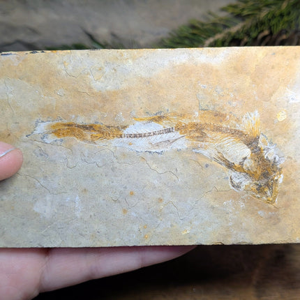 Lycoptera (Fish Fossil) - Variant A
