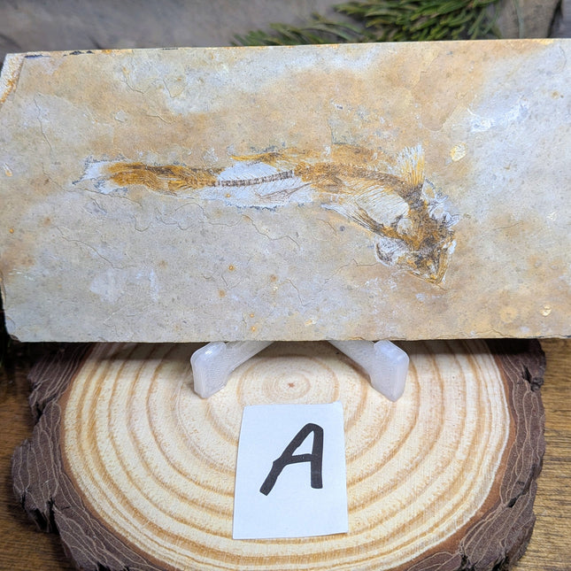 Lycoptera (Fish Fossil) - Variant A