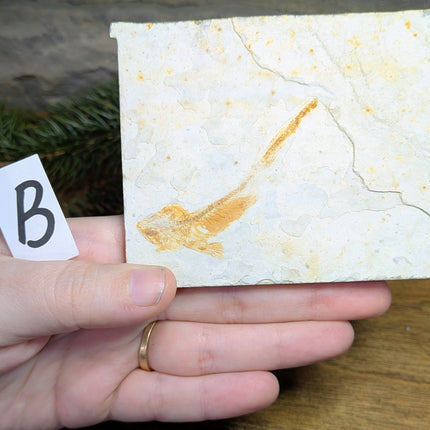 Lycoptera (Fish Fossil) - Variant B