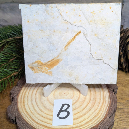 Lycoptera (Fish Fossil) - Variant B