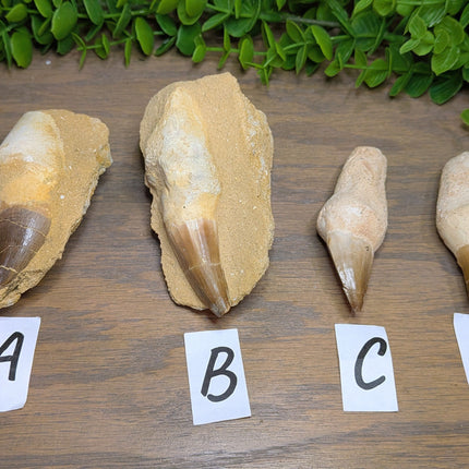Mosasaur Tooth