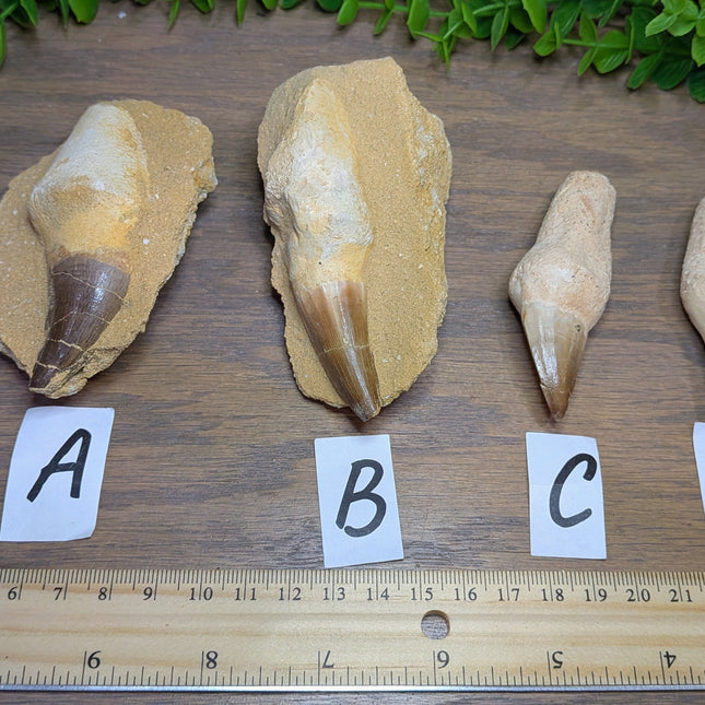 Mosasaur Tooth