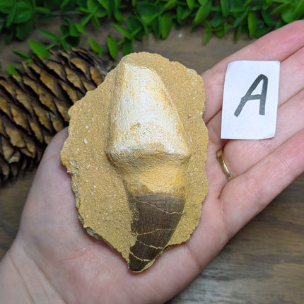 Mosasaur Tooth - Variant A