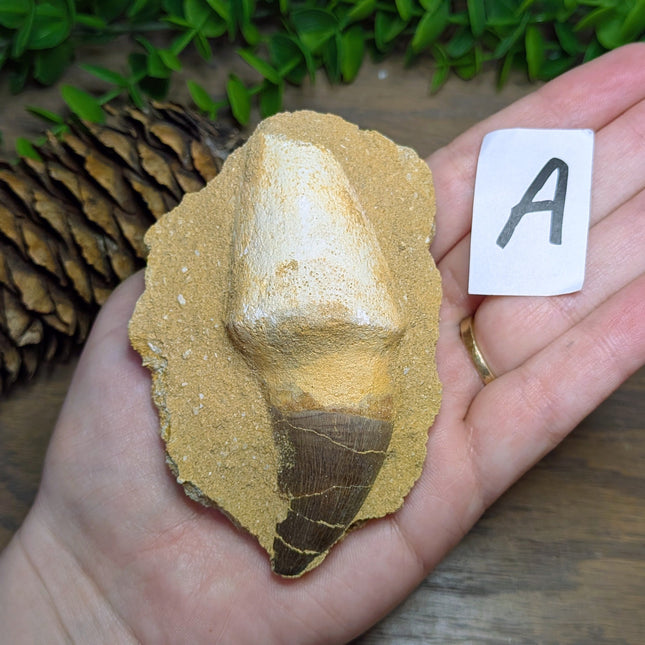 Mosasaur Tooth - Variant A