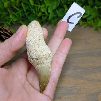 Mosasaur Tooth - Variant C