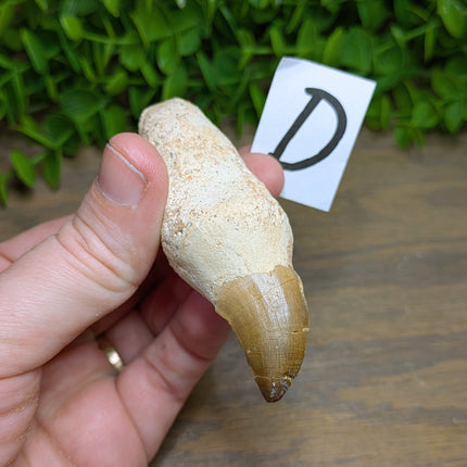 Mosasaur Tooth - Variant D