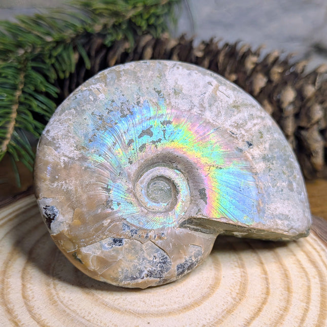 Mother of Pearl Ammonite