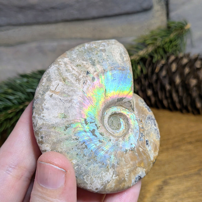 Mother of Pearl Ammonite