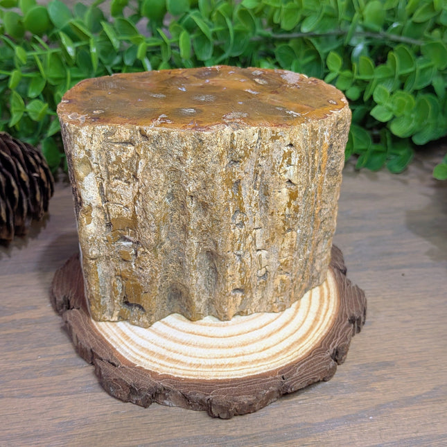 Petrified Wood Trunk