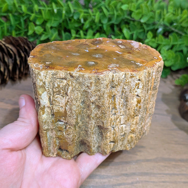 Petrified Wood Trunk