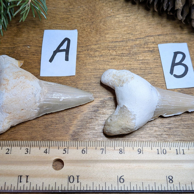 Otodus Shark Tooth