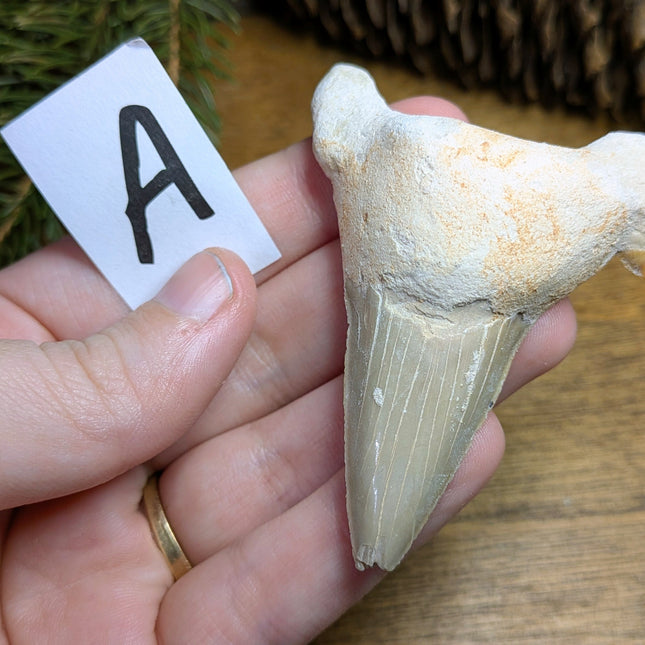 Otodus Shark Tooth - Variant A