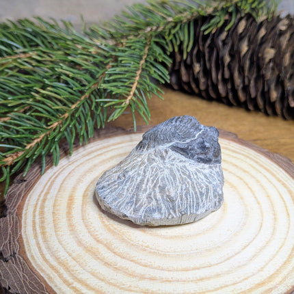 Trilobite