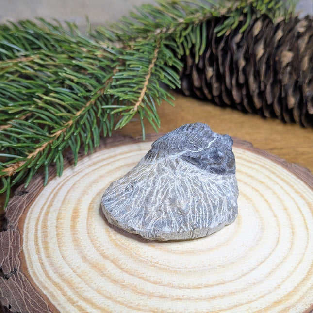 Trilobite