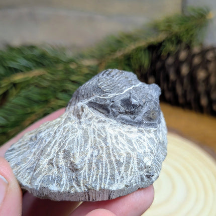 Trilobite
