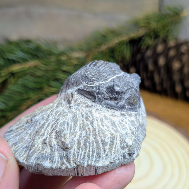 Trilobite