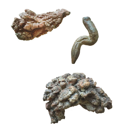 Coprolite - Fossilized Poop