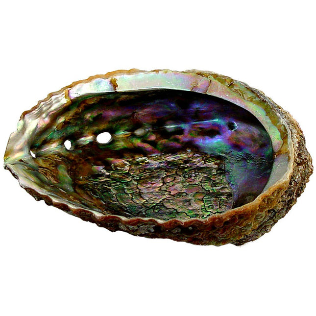 Medium Abalone Shell & Carved Wood Stand Set