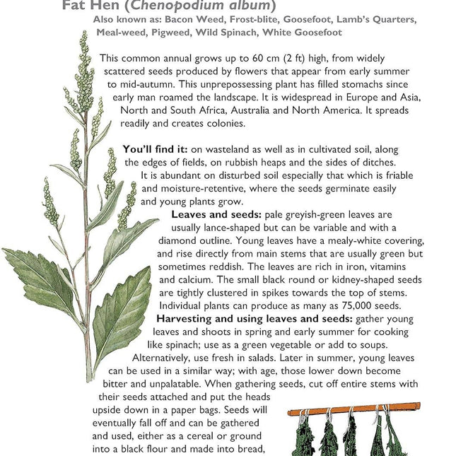 Self-Sufficiency - Foraging for Wild Food