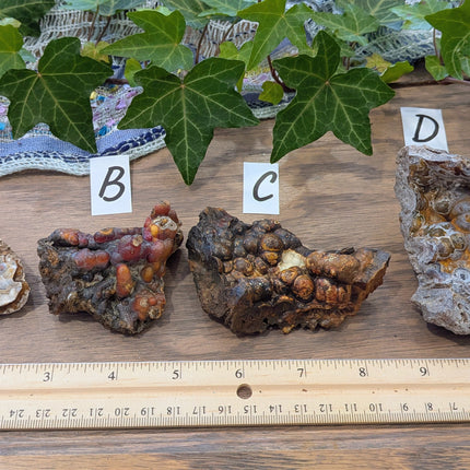  Fossil Coral Geode Fragments