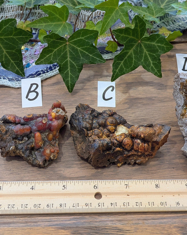  Fossil Coral Geode Fragments