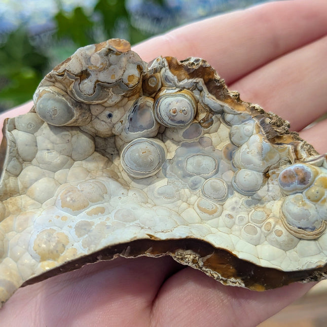  Fossil Coral Geode Fragments - Variant A