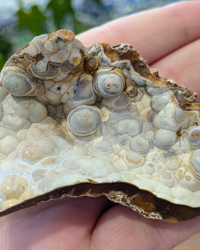  Fossil Coral Geode Fragments - Variant A