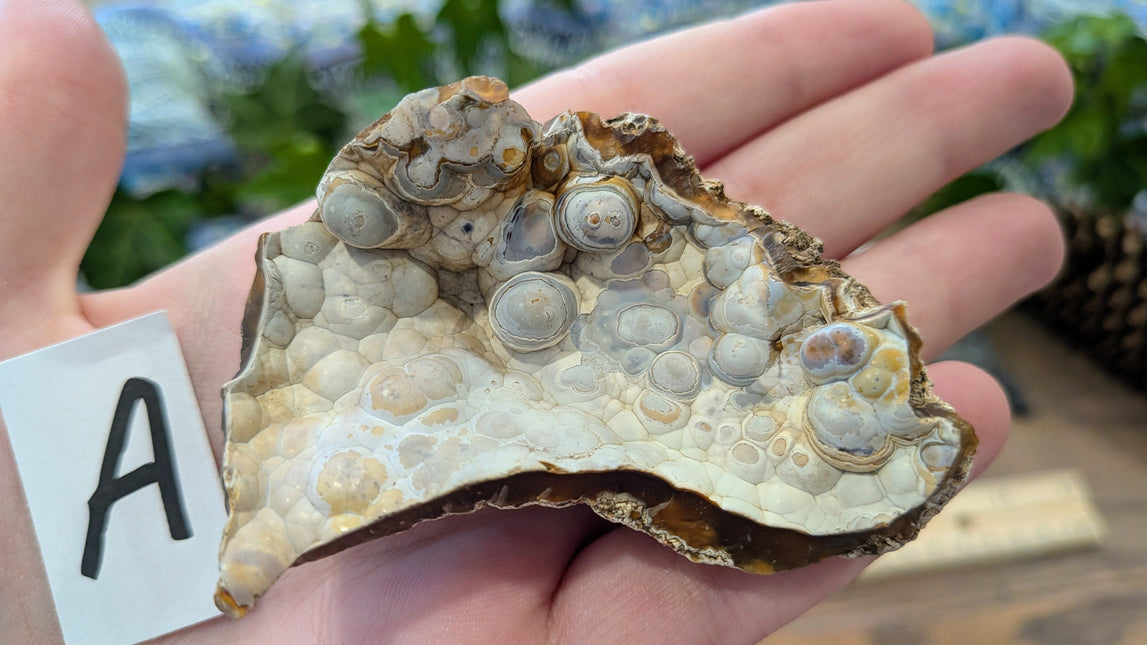  Fossil Coral Geode Fragments - Variant A