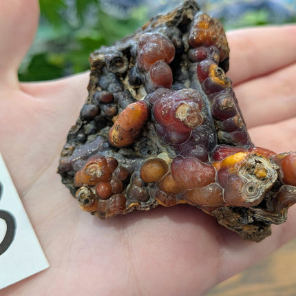  Fossil Coral Geode Fragments - Variant B