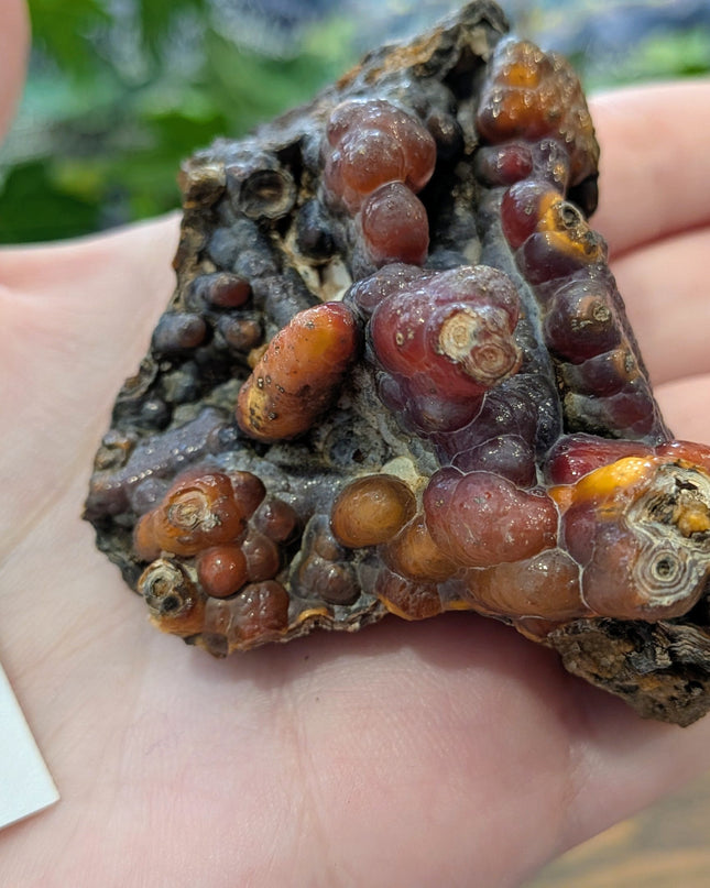  Fossil Coral Geode Fragments - Variant B