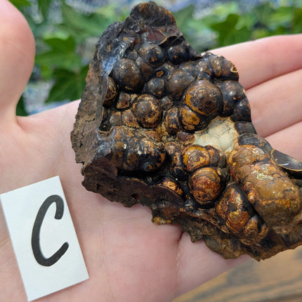  Fossil Coral Geode Fragments - Variant C