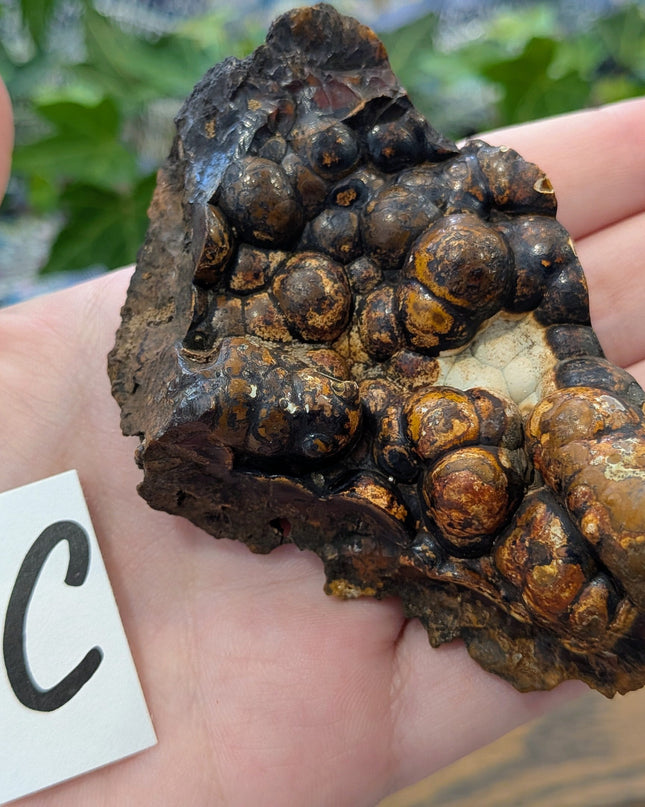  Fossil Coral Geode Fragments - Variant C