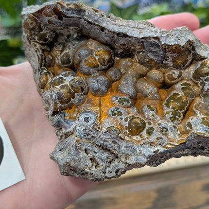  Fossil Coral Geode Fragments - Variant D