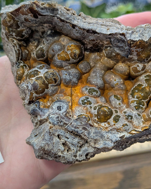  Fossil Coral Geode Fragments - Variant D