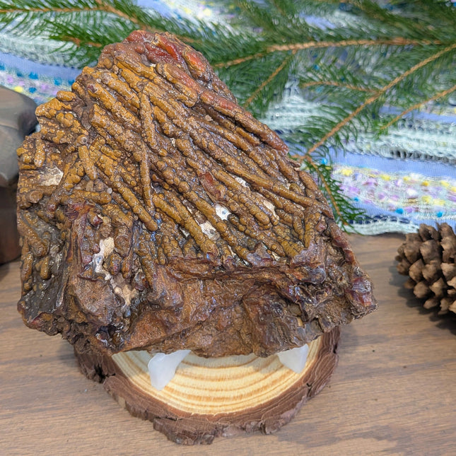  Fossil Coral Geode Specimen