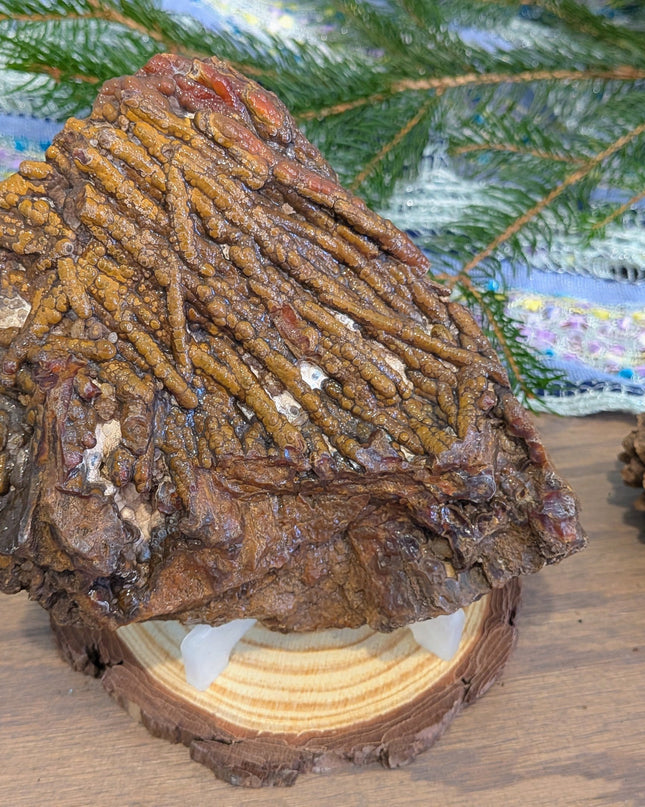  Fossil Coral Geode Specimen