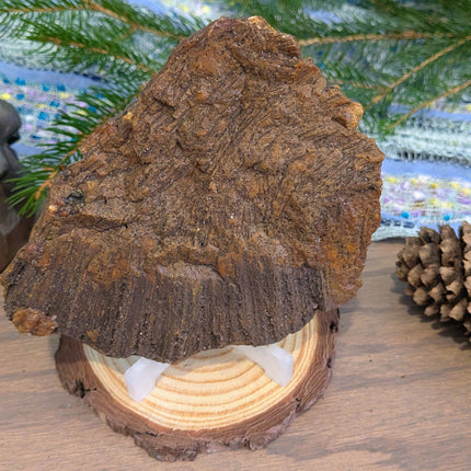  Fossil Coral Geode Specimen