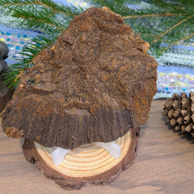  Fossil Coral Geode Specimen